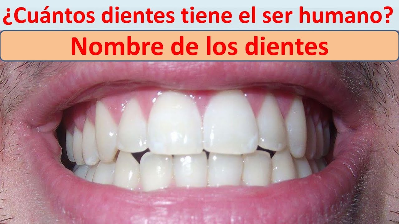 cuanto dientes tiene el ser humano